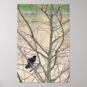 Poster d'oiseau-noir à ailes rouges