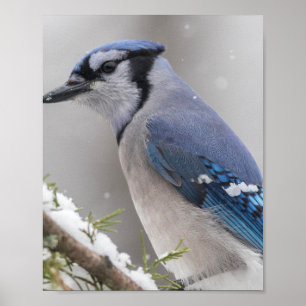 Poster d'oiseaux Blue Jay