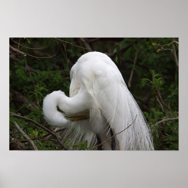 Poster d'oiseaux d'aigrettes de neige (Devant)