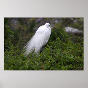 Poster d'oiseaux d'aigrettes de neige