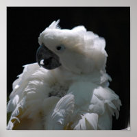 Poster d'oiseaux de Cockatoo blanc
