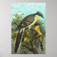 Poster d'Oiseaux de Cucco