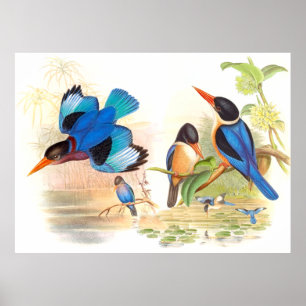 Poster d'oiseaux de Gould Kingfisher