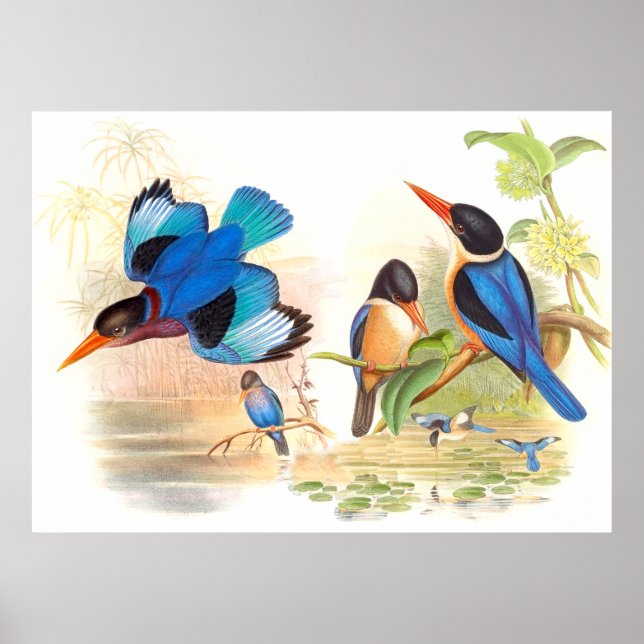 Poster d'oiseaux de Gould Kingfisher (Devant)