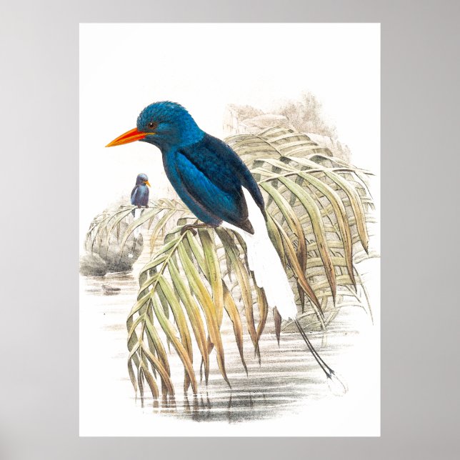 Poster d'oiseaux de Gould Kingfisher (Devant)