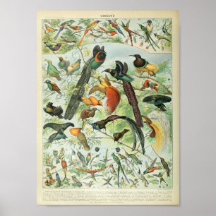 Poster d'oiseaux de la forêt tropicale vintage