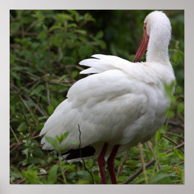 Poster d'oiseaux Ibis (Devant)