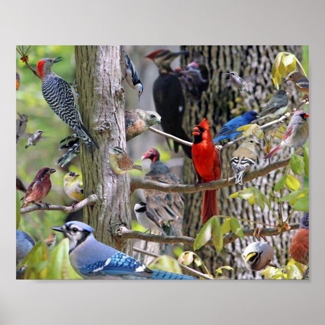 Poster d'oiseaux jardins (Devant)