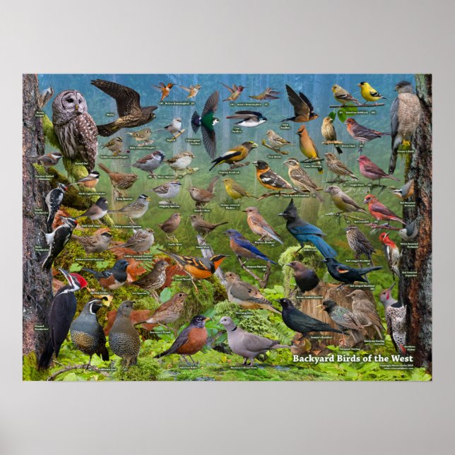 Poster d'oiseaux jardins de l'Ouest (Devant)