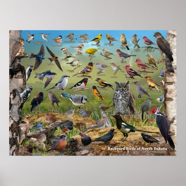 Poster d'oiseaux jardins du Dakota du Nord (Devant)