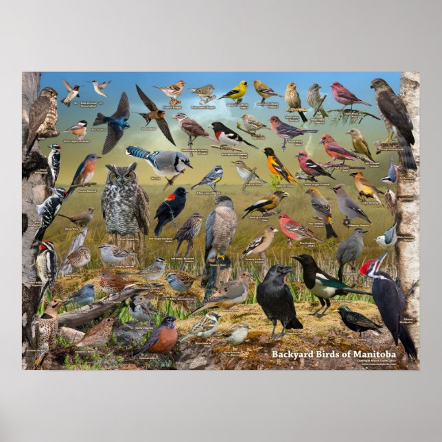 Poster d'oiseaux jardins du Manitoba (Devant)