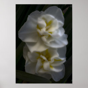 Poster Doit être un Dream Narcissus Daffodils