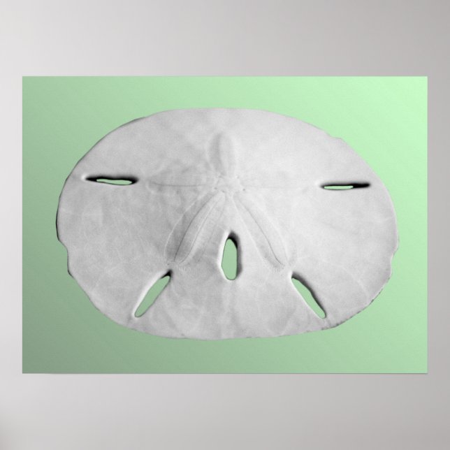 Poster Dollar du sable (Devant)