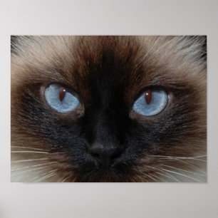 POSTER DOLLY LE CHAT RAGDOLL