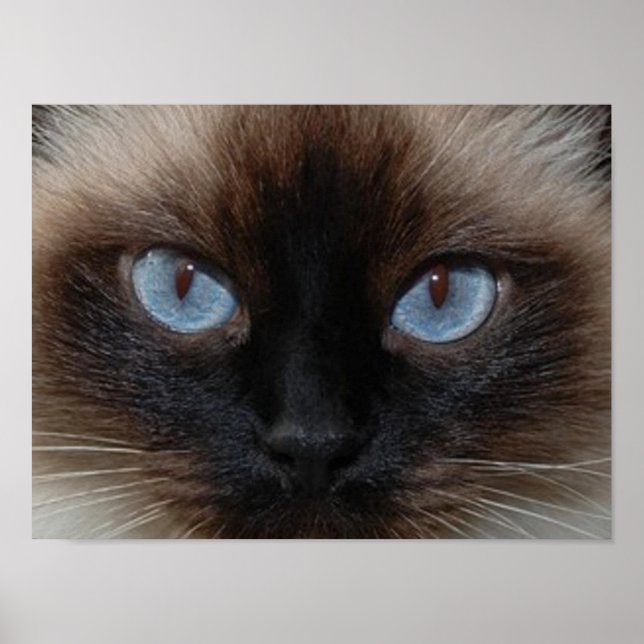 POSTER DOLLY LE CHAT RAGDOLL (Devant)