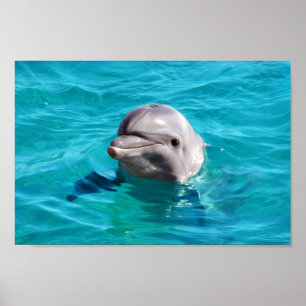 Poster Dolphin dans Blue Water Photo