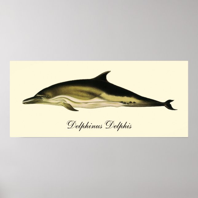 Poster Dolphin Delphinus Delphis, Mammifères marins Vinta (Devant)