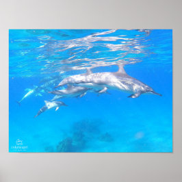Poster "Dolphin Family"
