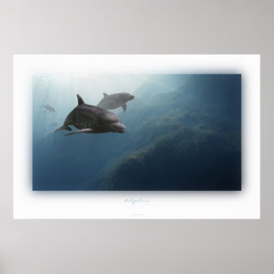 Poster dolphins