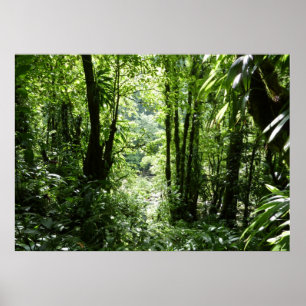 Poster Dominicain Forêt de pluie II Vert tropical