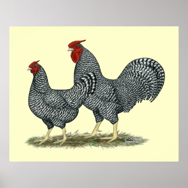 Poster Dominique Chickens (Devant)