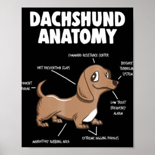 Poster Don de chien   Anatomie Dachshund Funny Weiner