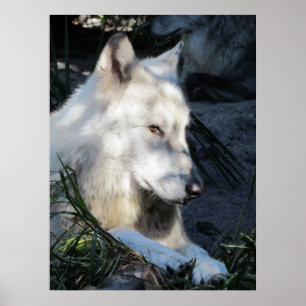 Poster Don Juan Wolf