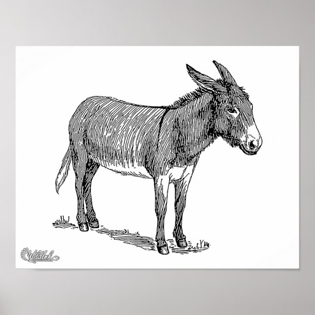 Poster Donkey (Devant)