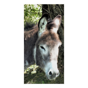 POSTER DONKEY