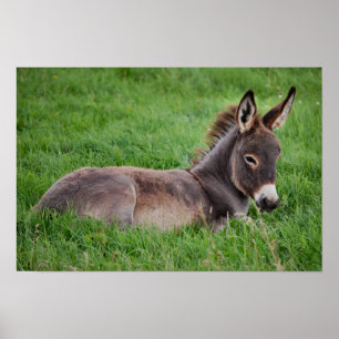 Poster Donkey Dans L'Herbe