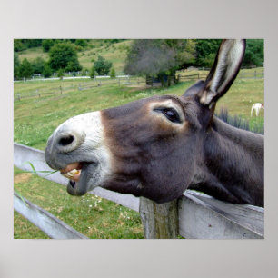 Poster Donkey Mule ferme animal pays Destinée
