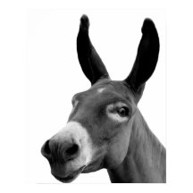 Donkey noir et blanc drôle peekabot photo d'animal