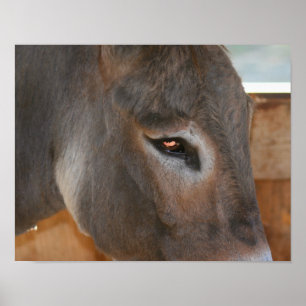 Poster Donkey Thouses Animal de ferme