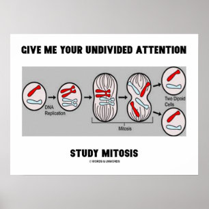 Poster Donnez-moi votre attention entière étude Mitose