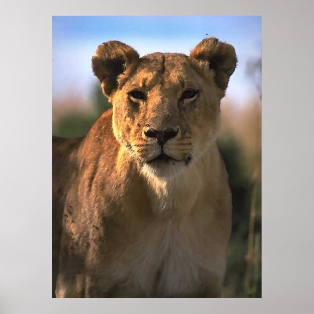 Poster Dons aux amoureux des lions de lionne féminine (Devant)