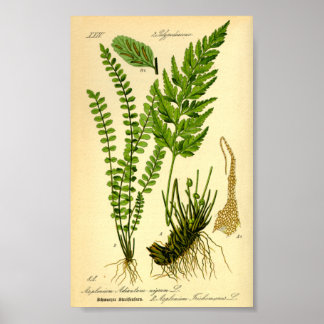 Poster Doradille cheveux-de-Vénus (Asplenium trichomanes)