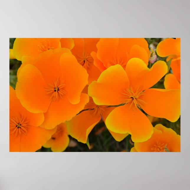 Poster d'Orange Poppies au printemps (Devant)