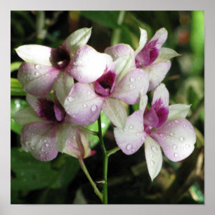 Poster d'Orchideas