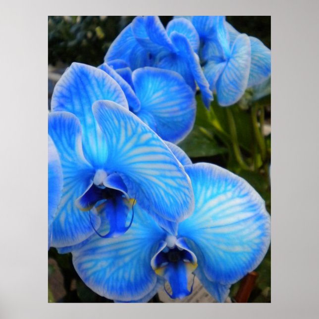 Poster d'orchidées Blue Mystique (Devant)