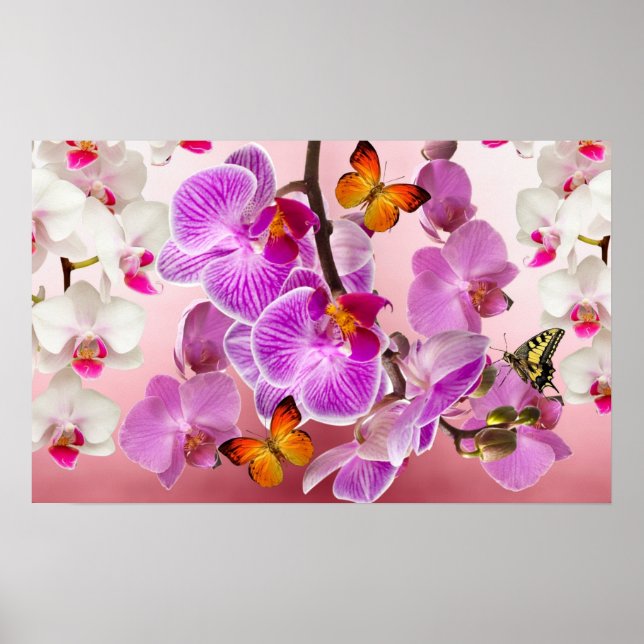 Poster d'orchidées et de papillons (Devant)
