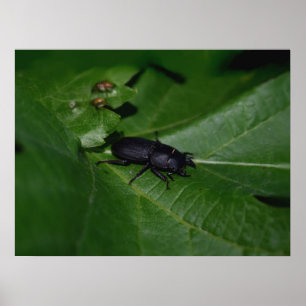 Poster Dorcus parallelipipedus, le moindre dendroctone du