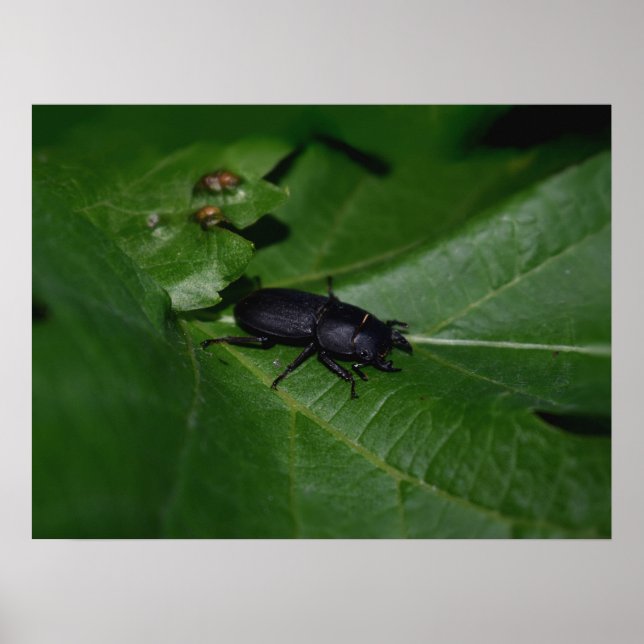 Poster Dorcus parallelipipedus, le moindre dendroctone du (Devant)