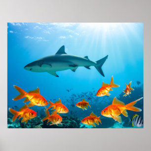 Poster Dorée parmi les requins