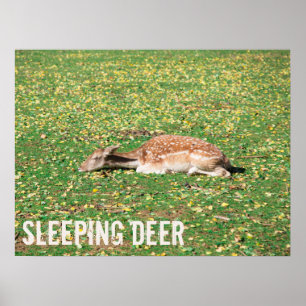 Poster Dormir Cerf en hibernation en automne sur les prés