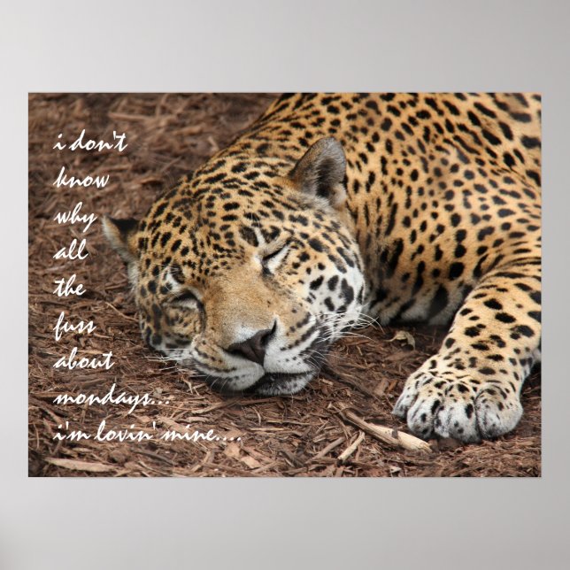 Poster Dormir Cheetah, pourquoi toute cette histoire de l (Devant)