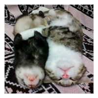 Dormir de furet et de chat