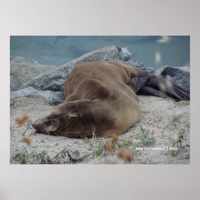 Poster Dormir sur les rochers (Devant)