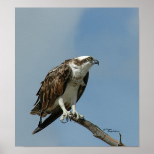 Poster d'Osprey hawk