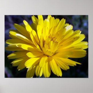 Poster Double Aster