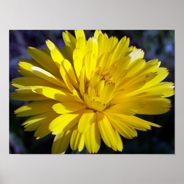 Poster Double Aster (Devant)